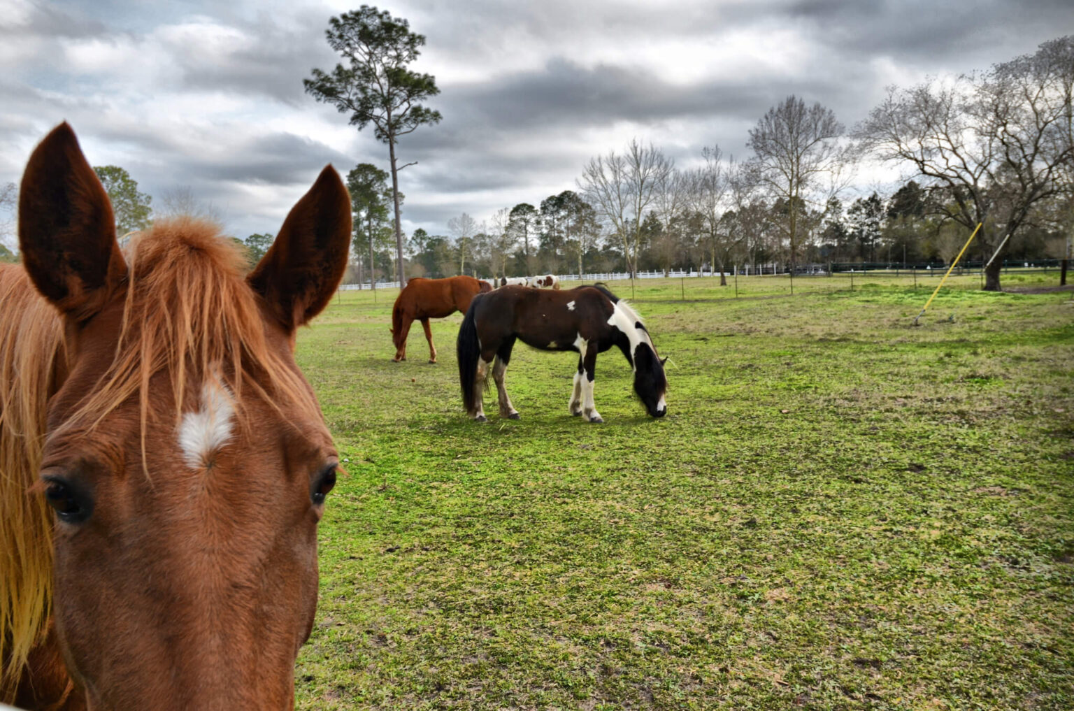 Photo inspiration: Condos For Rent With Horse Stables Reference: Walden Creek Stables